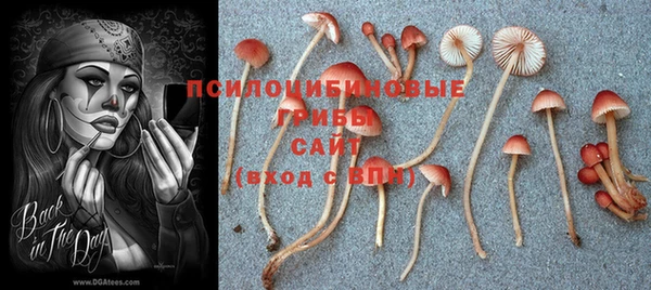 стафф Алзамай